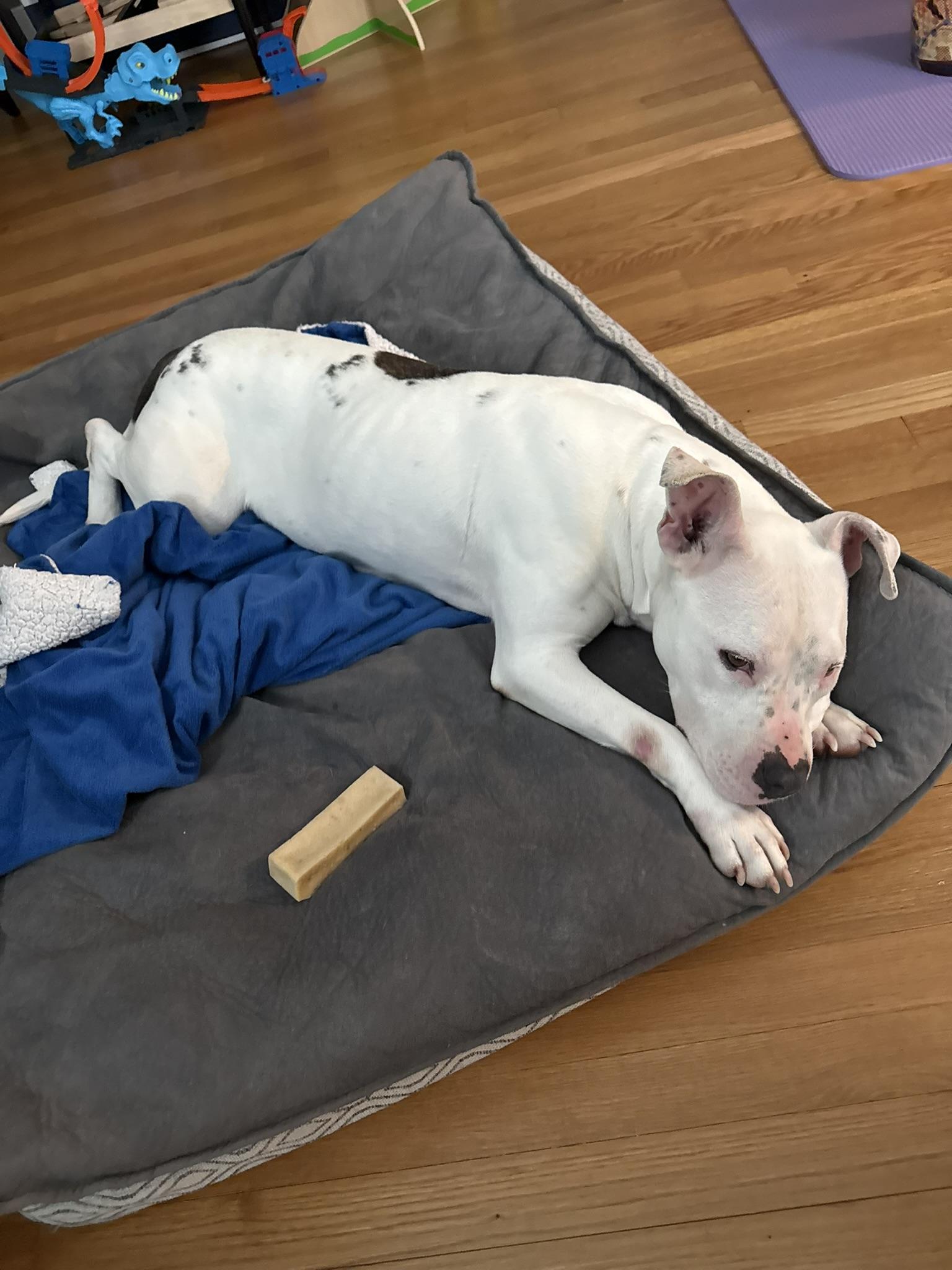 Spearmint (in foster), an adopted mixed breed in Petersburg, VA image 3/6