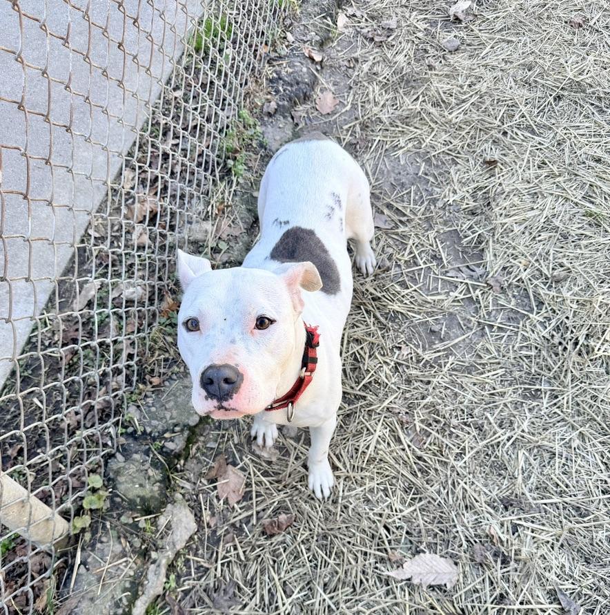 Spearmint, adopted, Adult Female Dogo Argentino.
