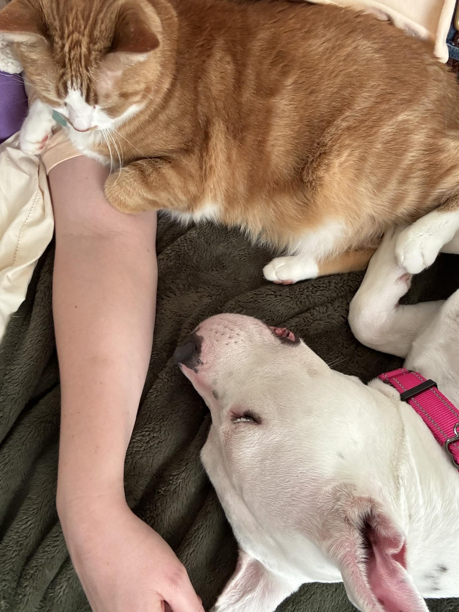 Spearmint (in foster), an adopted mixed breed in Petersburg, VA image 5/6