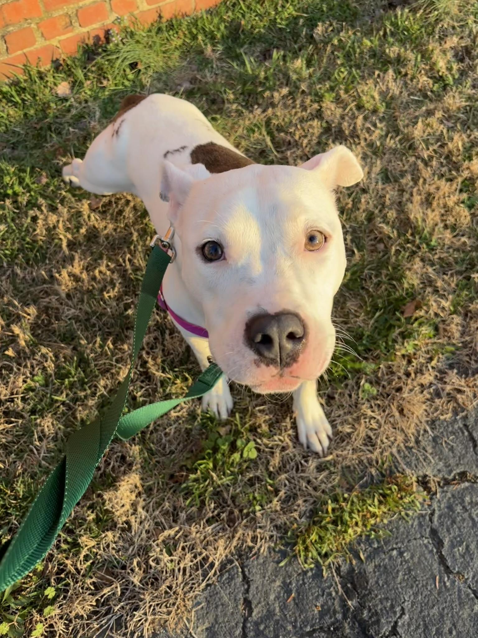 Spearmint (in foster), an adopted mixed breed in Petersburg, VA image 2/6