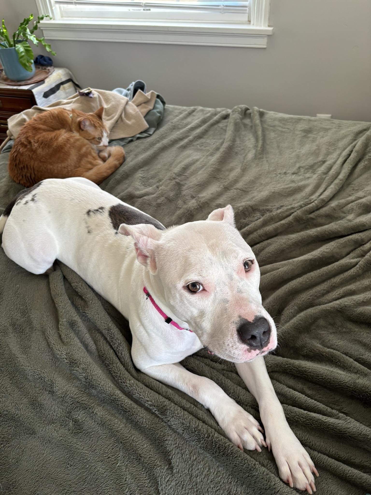 Spearmint (in foster), an adopted mixed breed in Petersburg, VA image 6/6