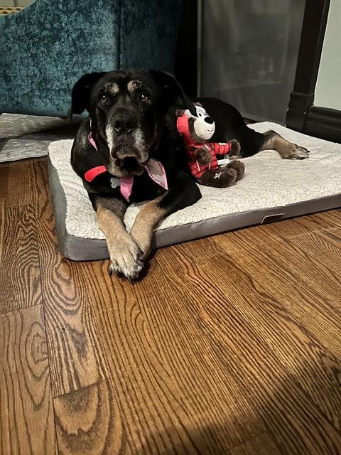 BLACK PEARL, Adoptable, Senior Female Rottweiler & Mixed Breed.
