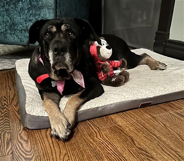 Enlarge BLACK PEARL, a Adoptable mixed breed in Louisville, KY image 1/1