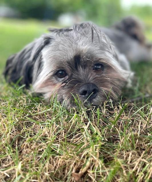 Bear, a Adopted mixed breed in Miamisburg, OH image 1/2