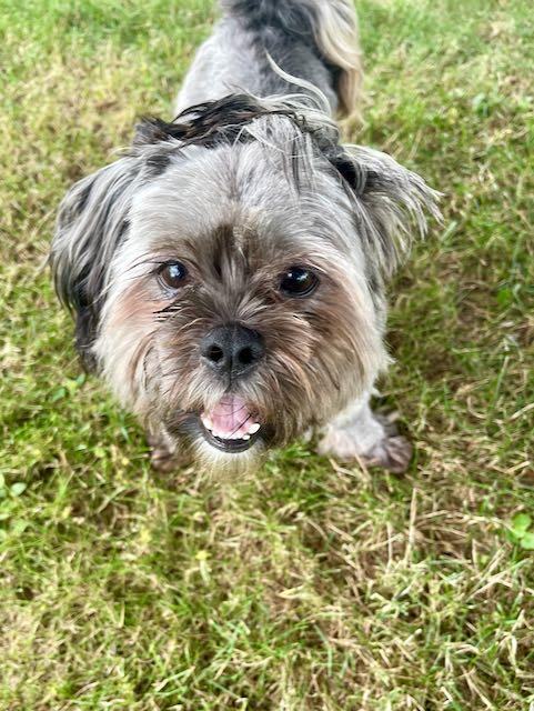 Bear, a Adopted mixed breed in Miamisburg, OH image 2/2