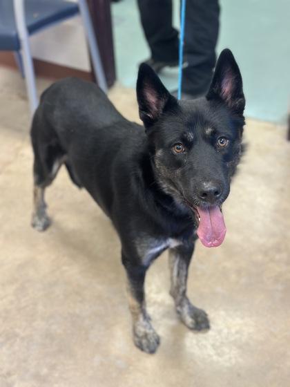 Bear, a Adoptable mixed breed in Irving, TX image 1/2