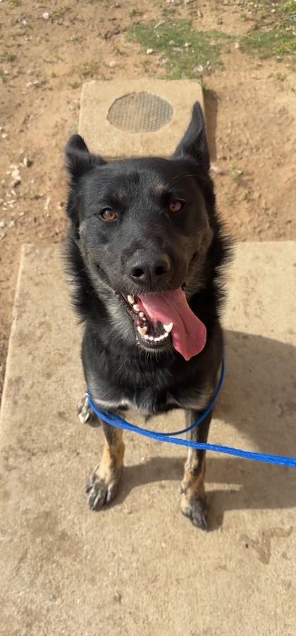 Bear, a Adoptable mixed breed in Irving, TX image 2/2