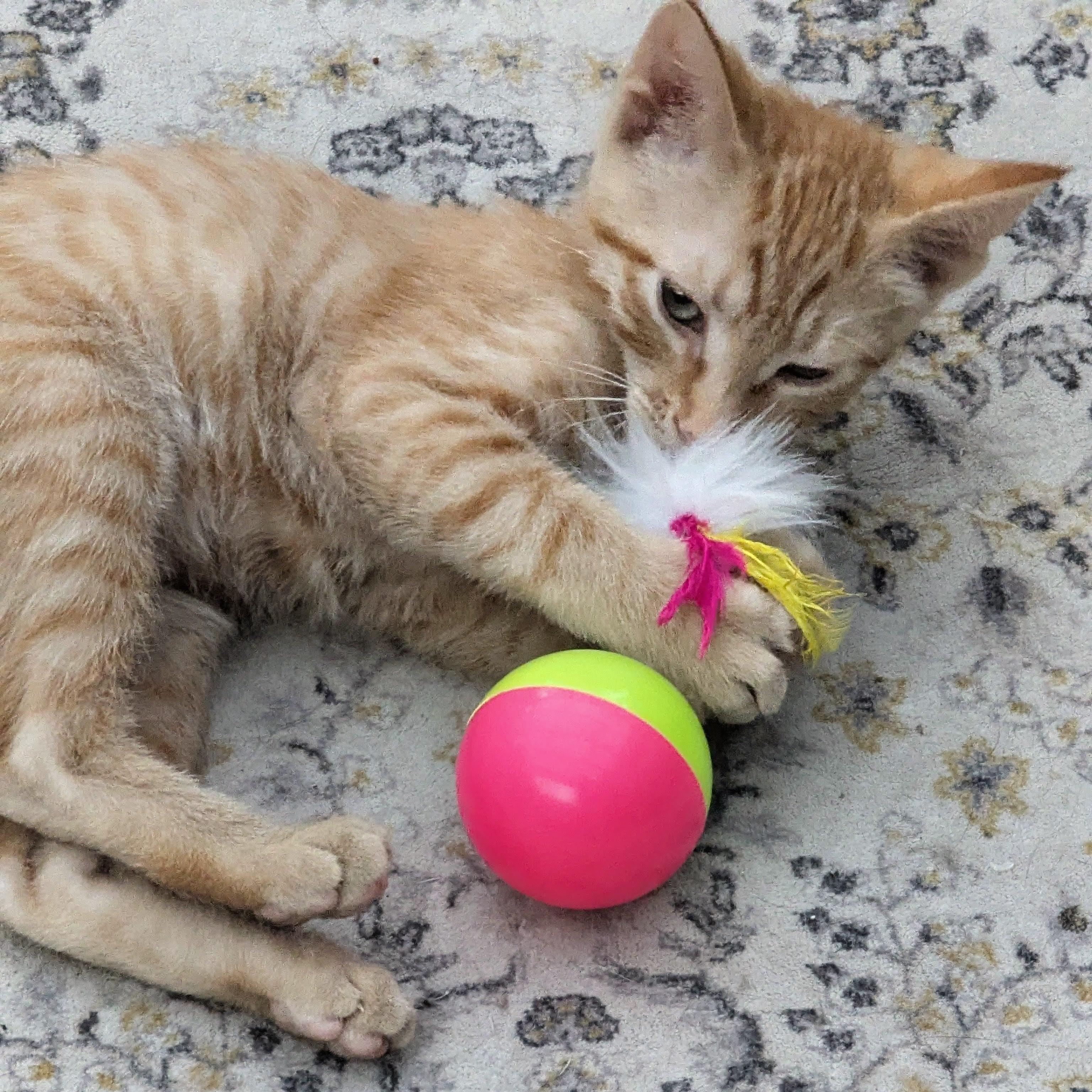 Eddy & Eden *Bonded Pair*