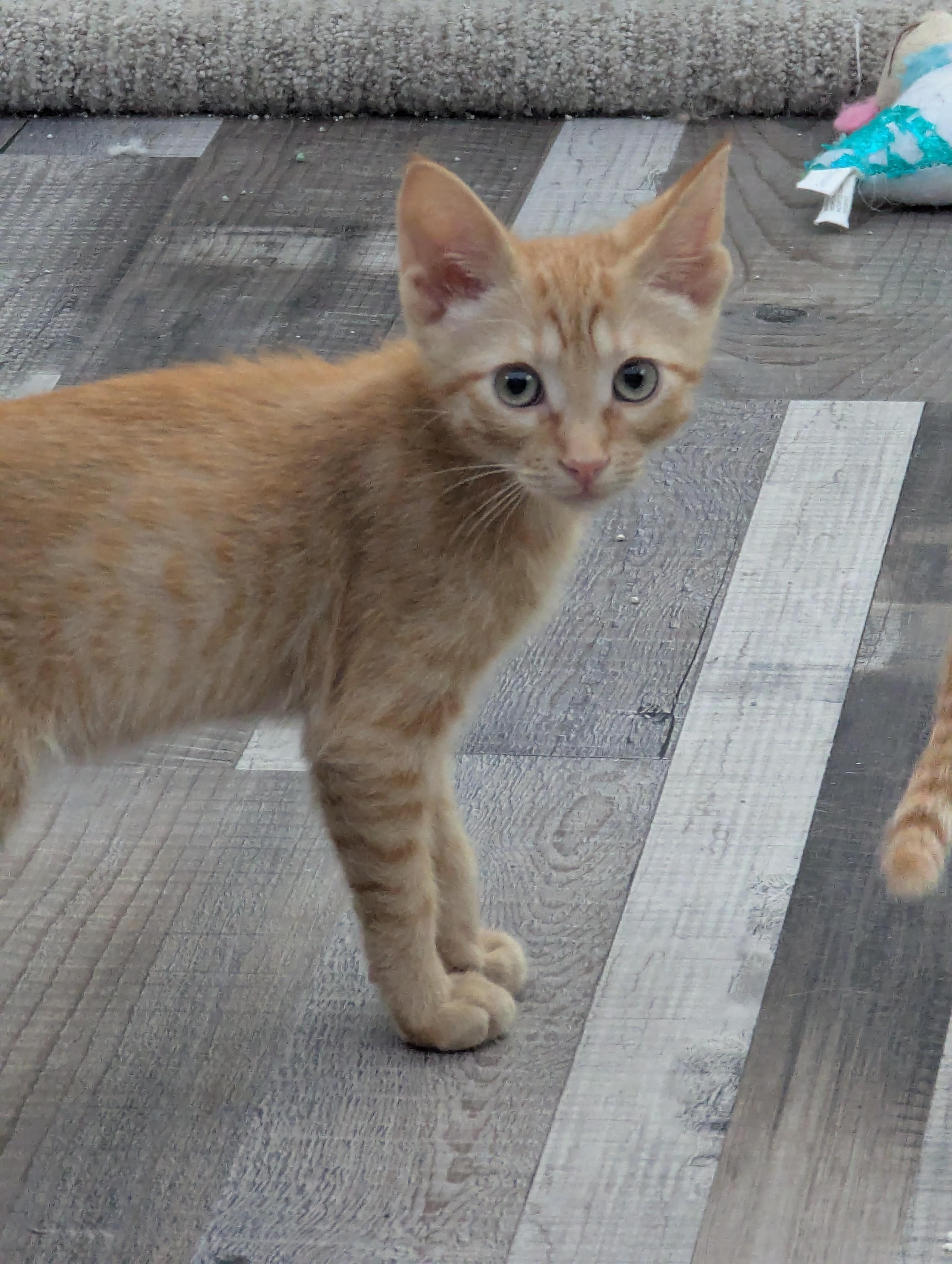 Eddy & Eden *Bonded Pair*