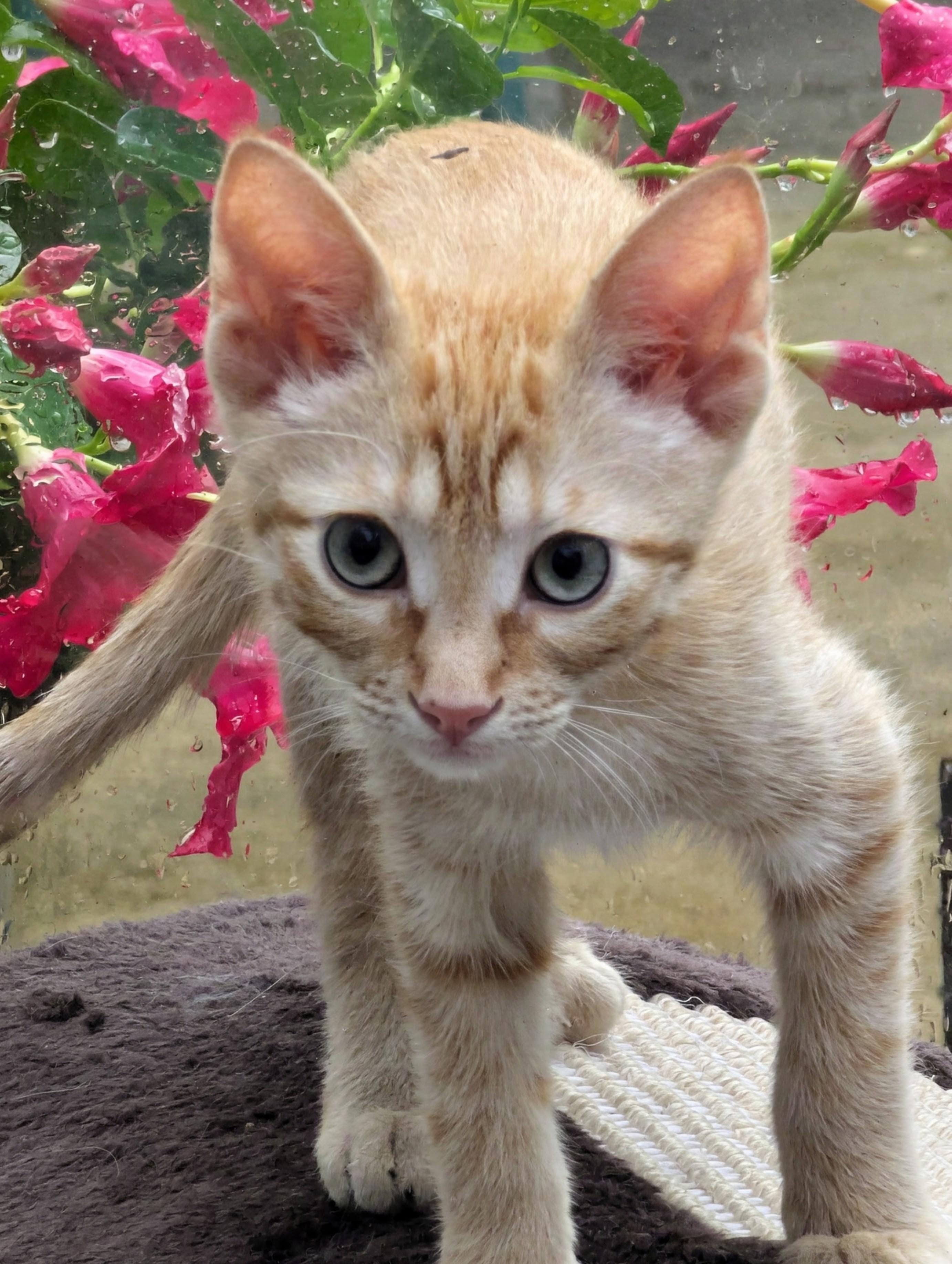 Eddy & Eden *Bonded Pair*