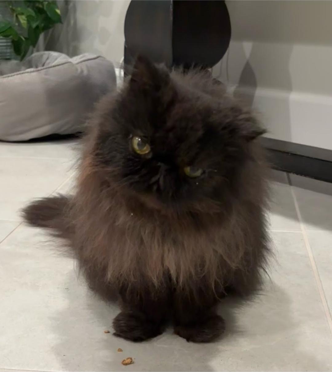 Enlarge Trudy, a ADOPTABLE Persian in Orlando, FL image 5/5