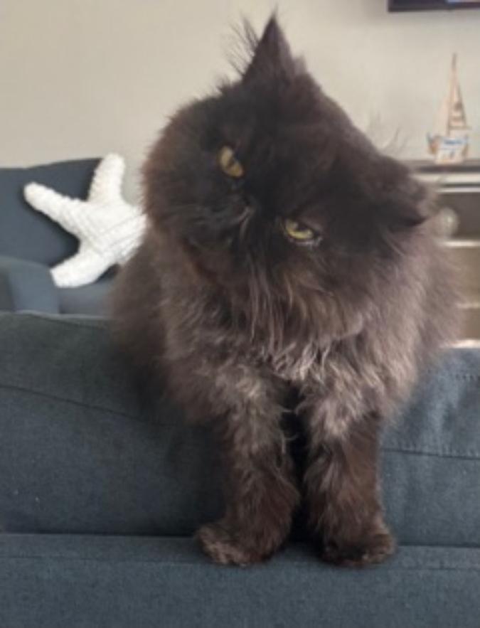 Enlarge Trudy, a ADOPTABLE Persian in Orlando, FL image 3/5