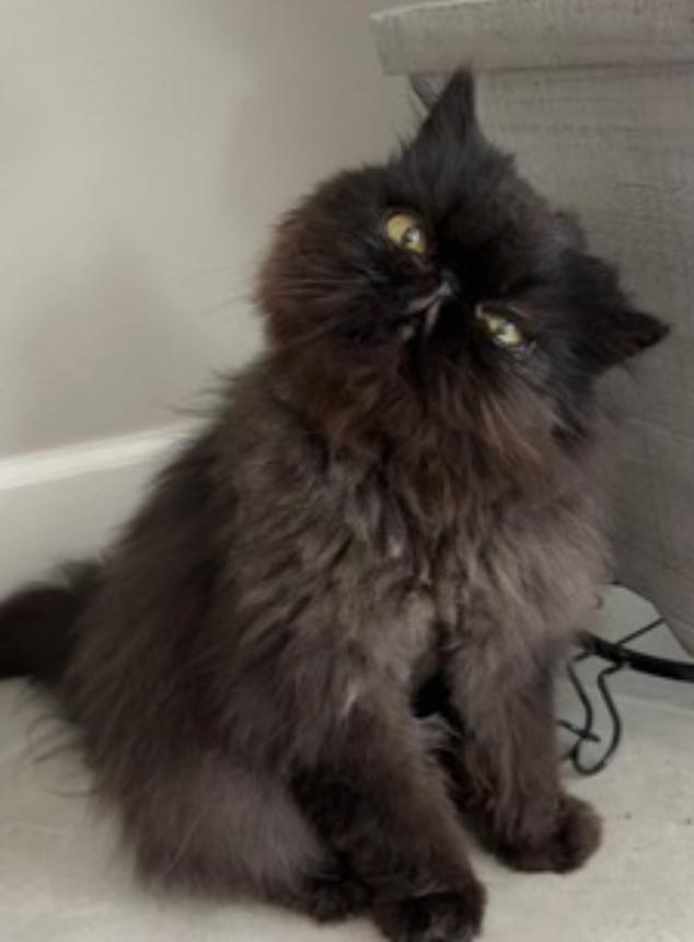 Enlarge Trudy, a ADOPTABLE Persian in Orlando, FL image 4/5