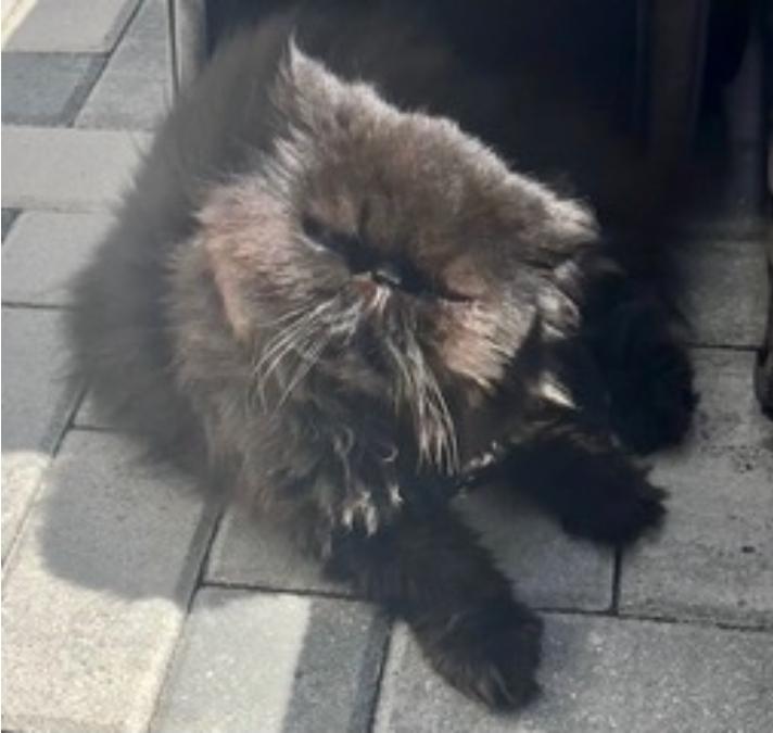 Enlarge Trudy, a ADOPTABLE Persian in Orlando, FL image 2/5