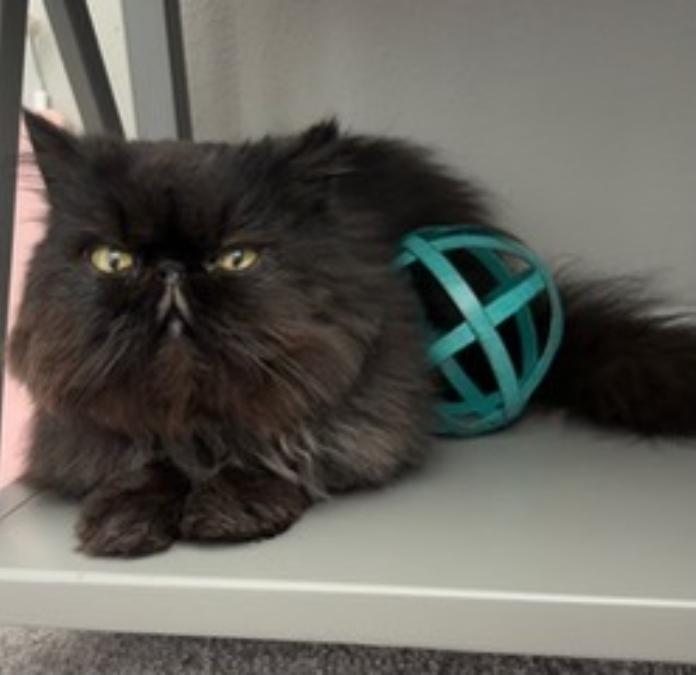 Trudy, ADOPTABLE, Senior Female Persian.