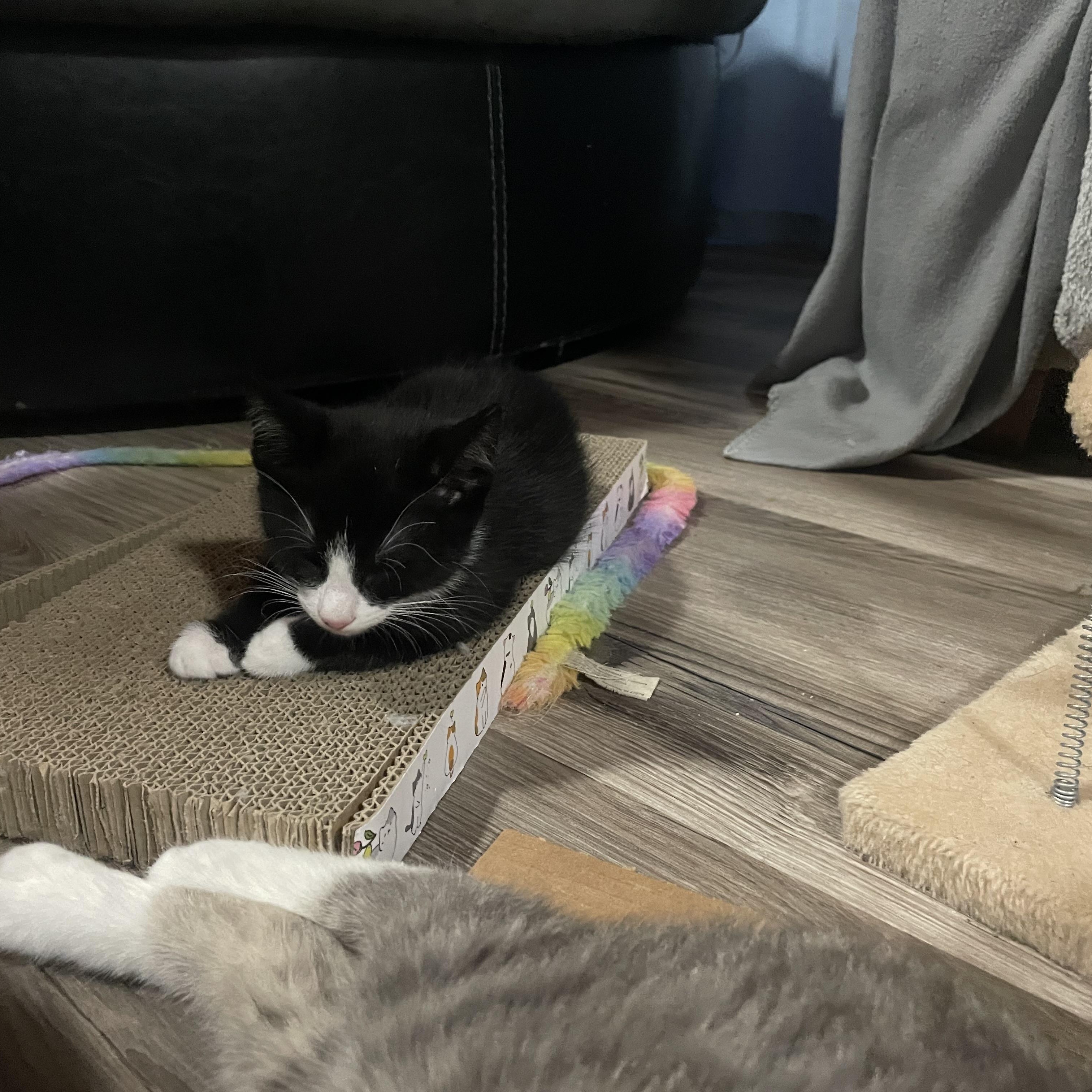 Enlarge Goji Berry (aka Goji), a Adoptable Domestic Short Hair in Douglas, MA image 1/5