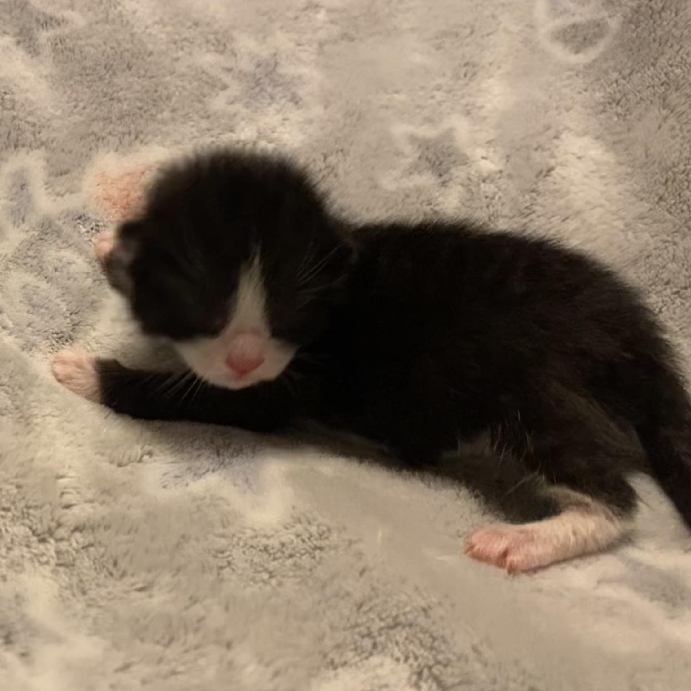 Enlarge Goji Berry (aka Goji), a Adoptable Domestic Short Hair in Douglas, MA image 2/5