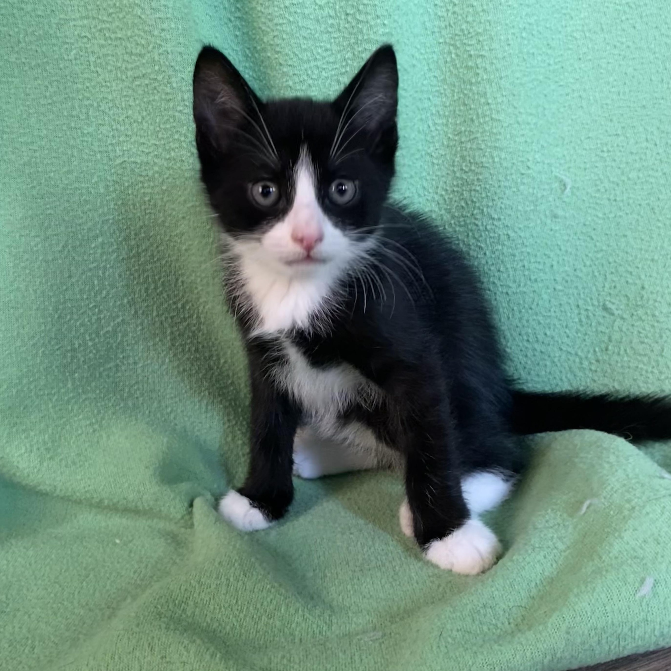 Enlarge Goji Berry (aka Goji), a Adoptable Domestic Short Hair in Douglas, MA image 3/5