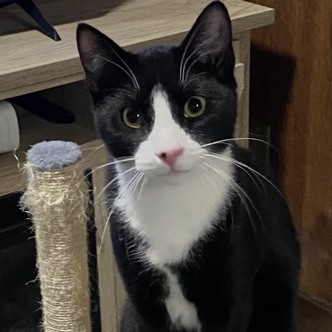 Enlarge Goji Berry (aka Goji), a Adoptable Domestic Short Hair in Douglas, MA image 4/5