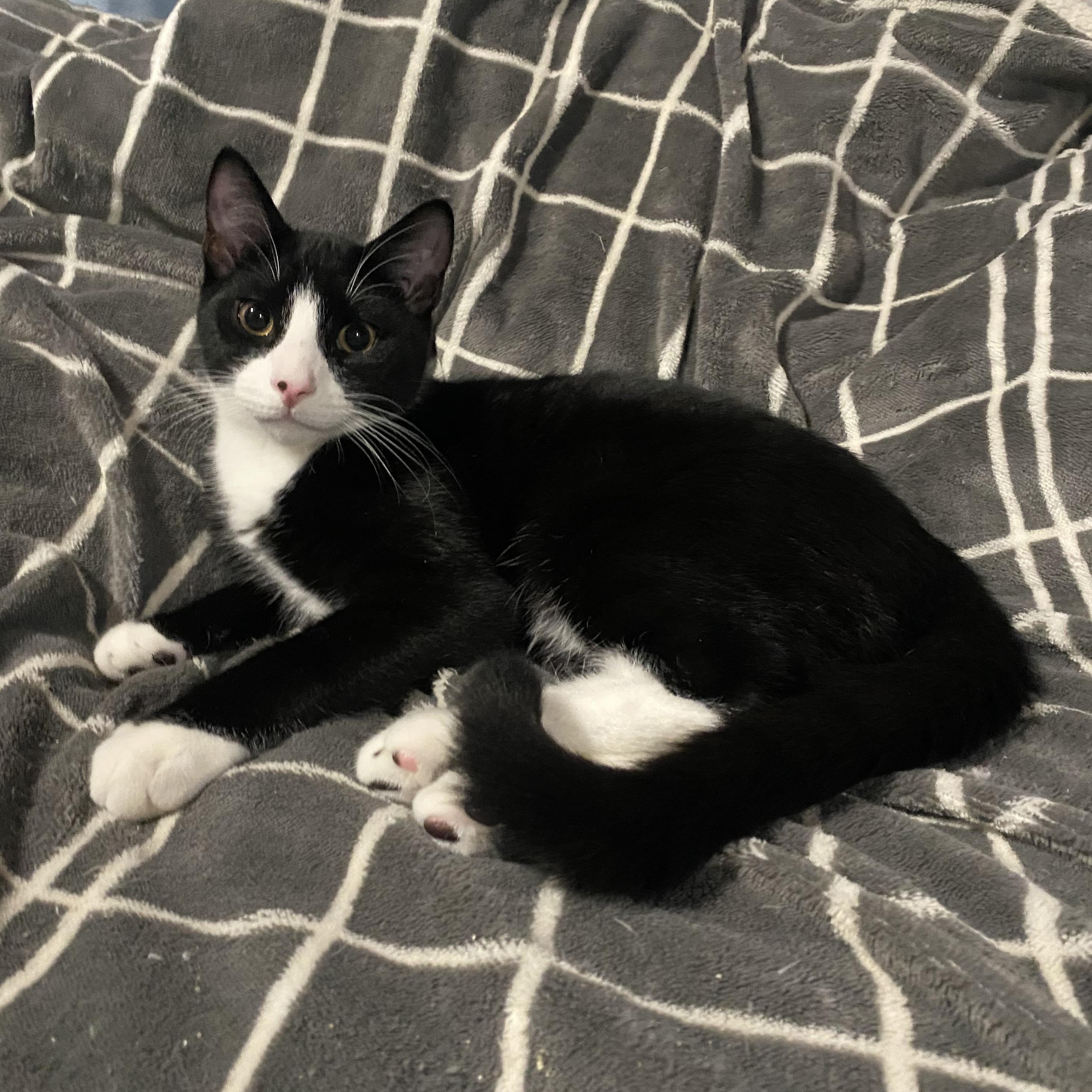 Goji Berry (aka Goji), Adoptable, Young Male Domestic Short Hair.