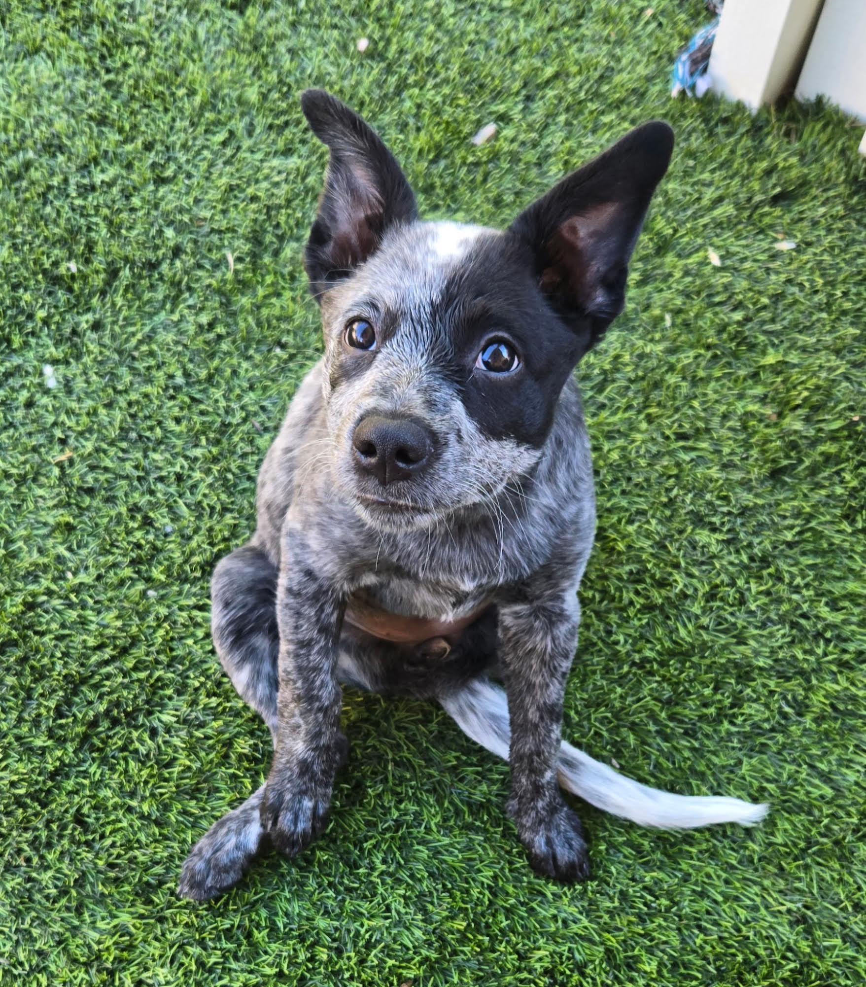 Enlarge Ally, a Adoptable Australian Cattle Dog / Blue Heeler in Las Vegas, NV image 2/2