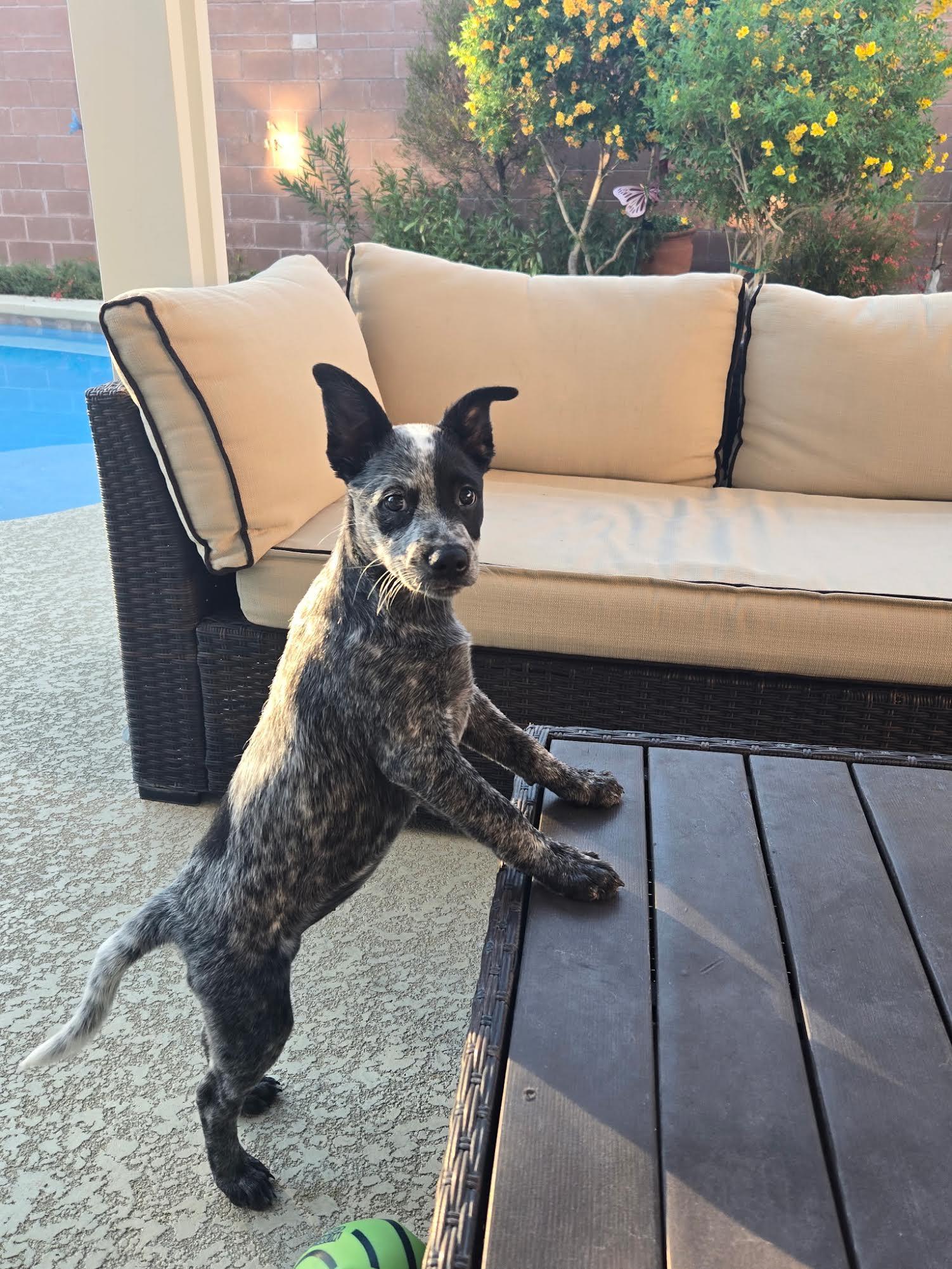 Ally, Adoptable, Puppy Female Australian Cattle Dog / Blue Heeler.