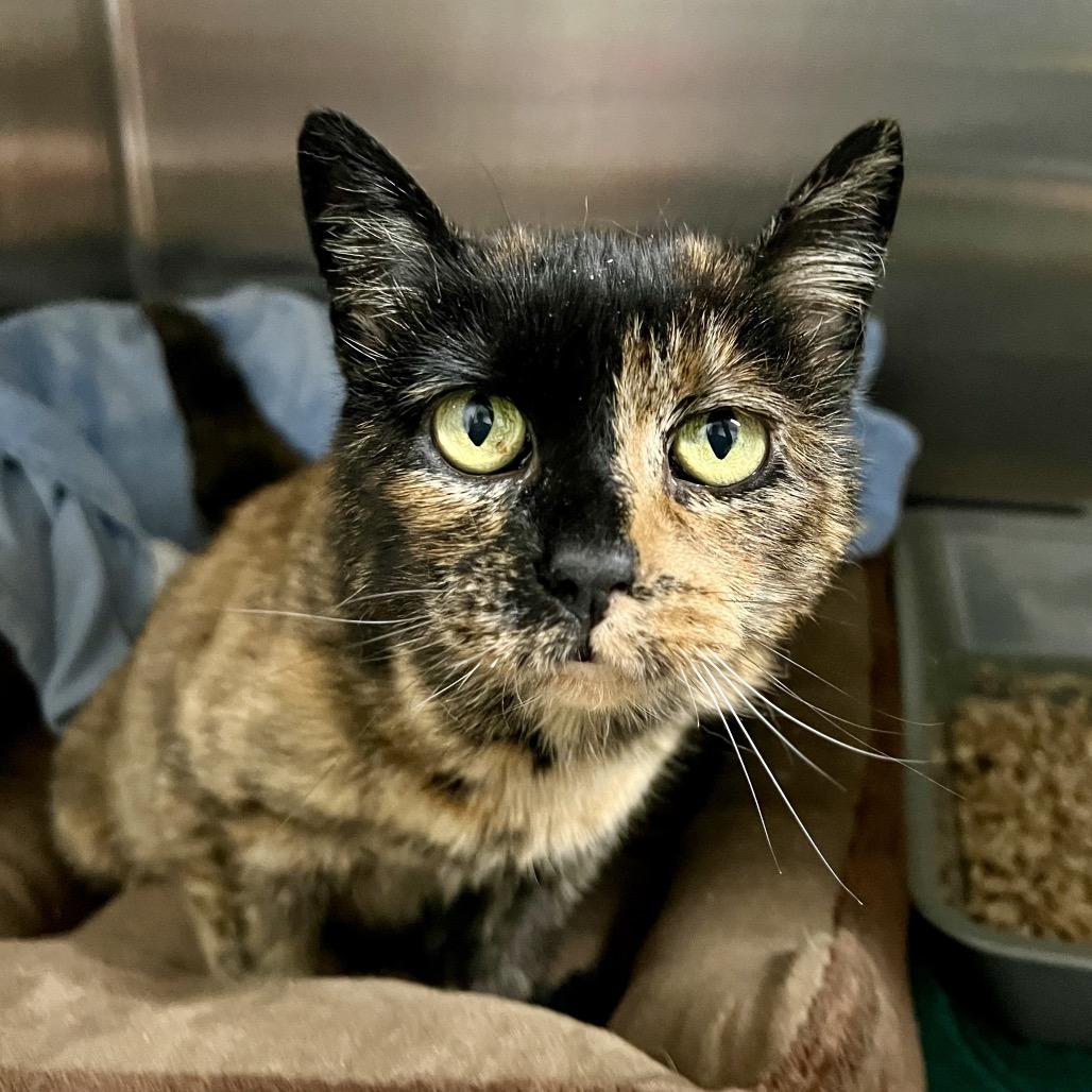 Dame13, Adoptable, Senior Female Domestic Short Hair.