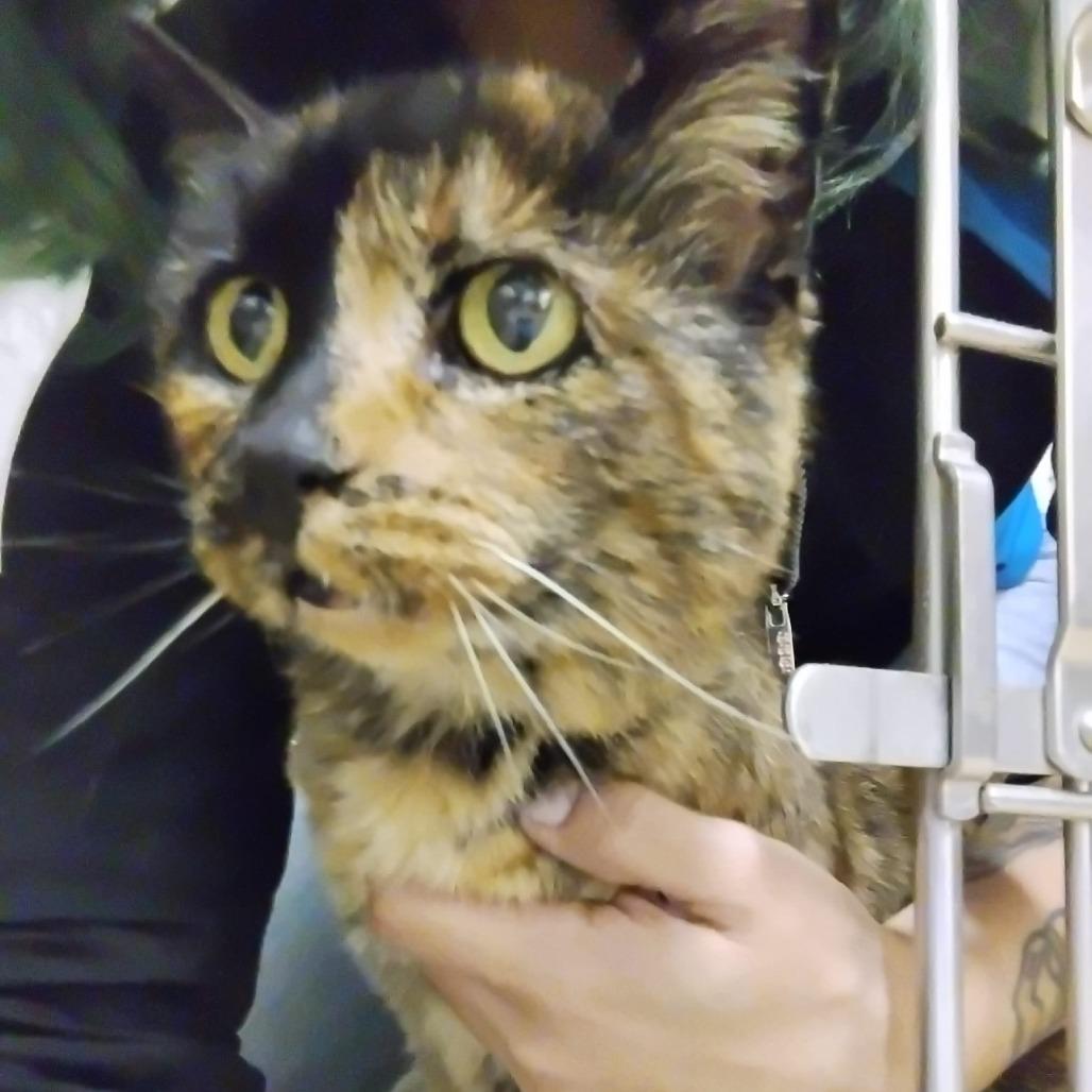 Enlarge Dame13, a Adoptable Domestic Short Hair in Morgan Hill, CA image 2/4