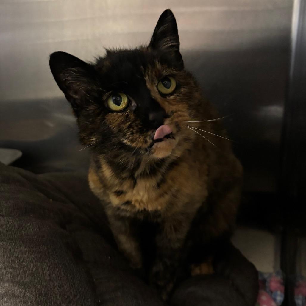 Enlarge Dame13, a Adoptable Domestic Short Hair in Morgan Hill, CA image 3/4