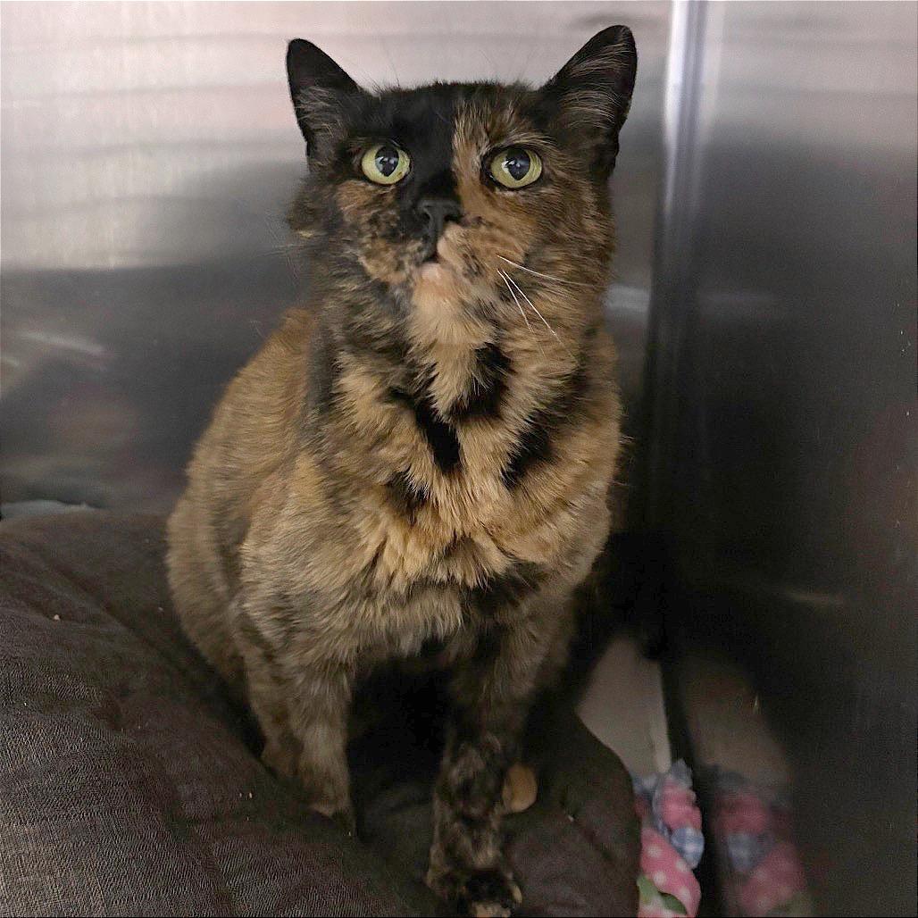 Enlarge Dame13, a Adoptable Domestic Short Hair in Morgan Hill, CA image 4/4