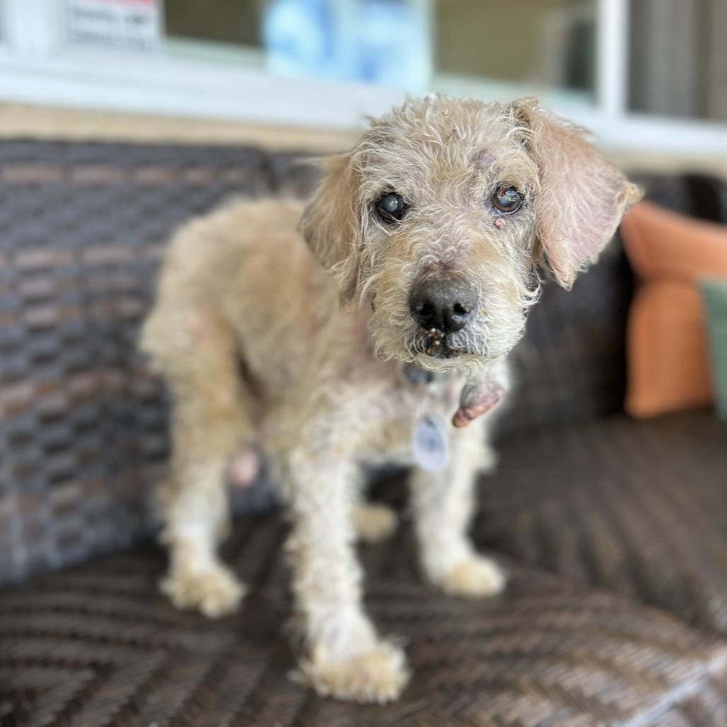 Enlarge Ansel, a Adoptable Poodle in Ramona, CA image 1/6