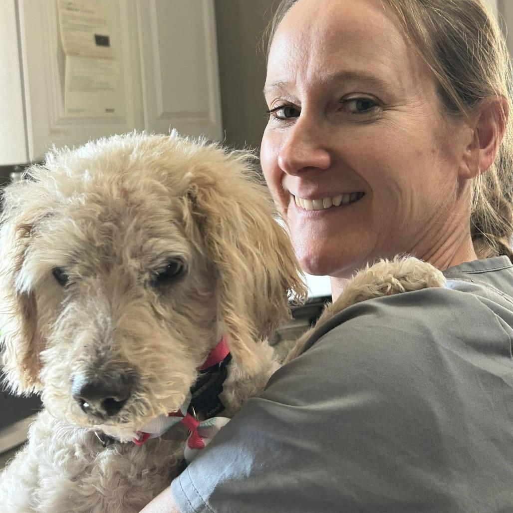 Enlarge Ansel, a Adoptable Poodle in Ramona, CA image 3/6