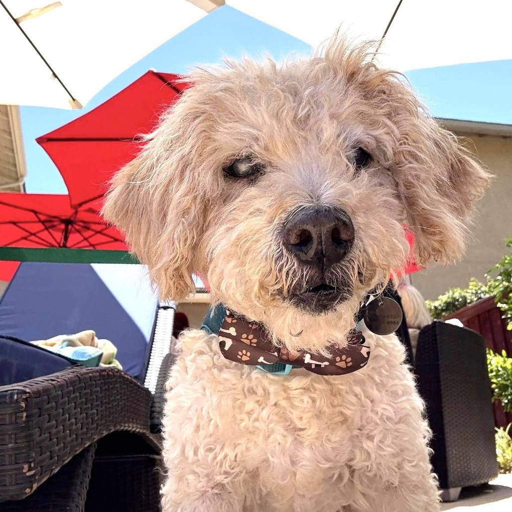 Enlarge Ansel, a Adoptable Poodle in Ramona, CA image 4/6