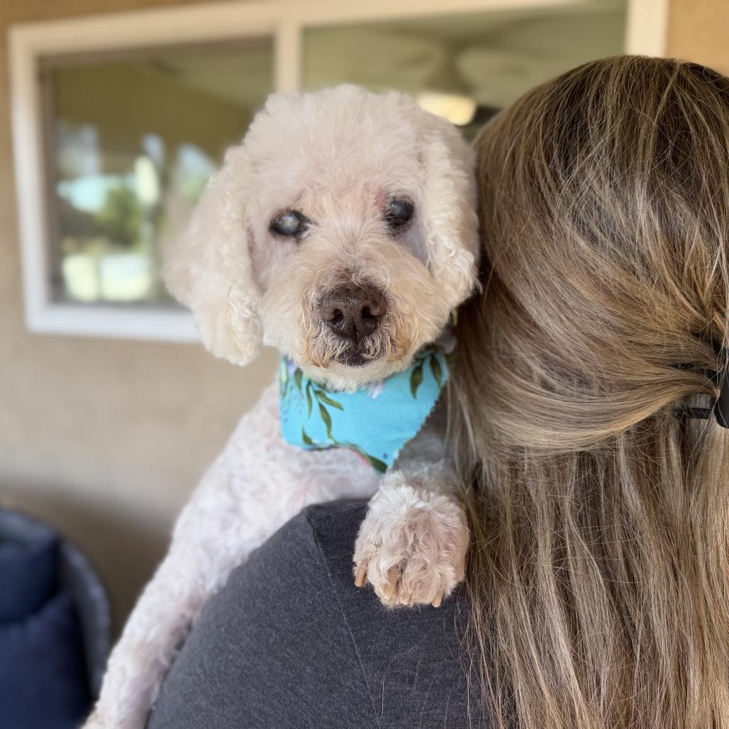 Enlarge Ansel, a Adoptable Poodle in Ramona, CA image 5/6