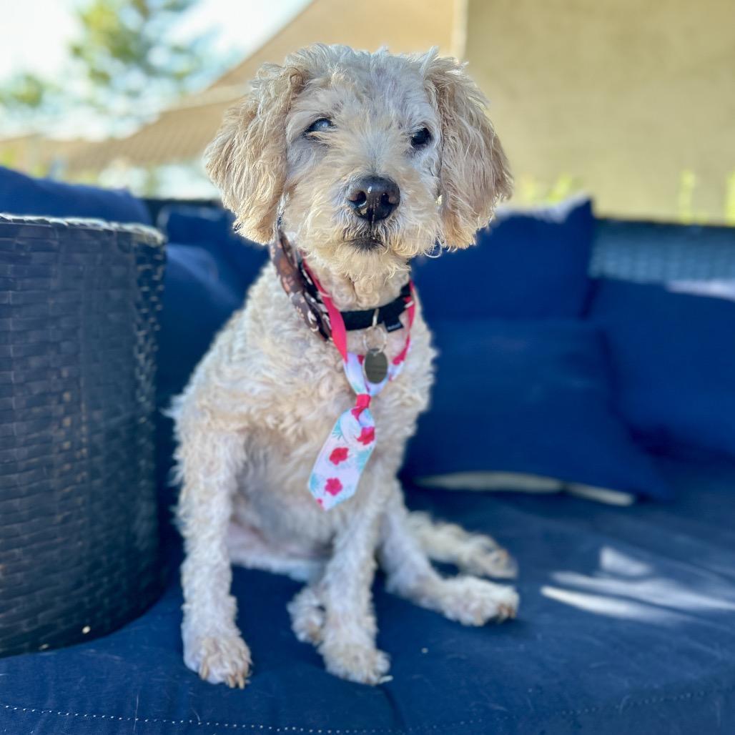 Enlarge Ansel, a Adoptable Poodle in Ramona, CA image 6/6