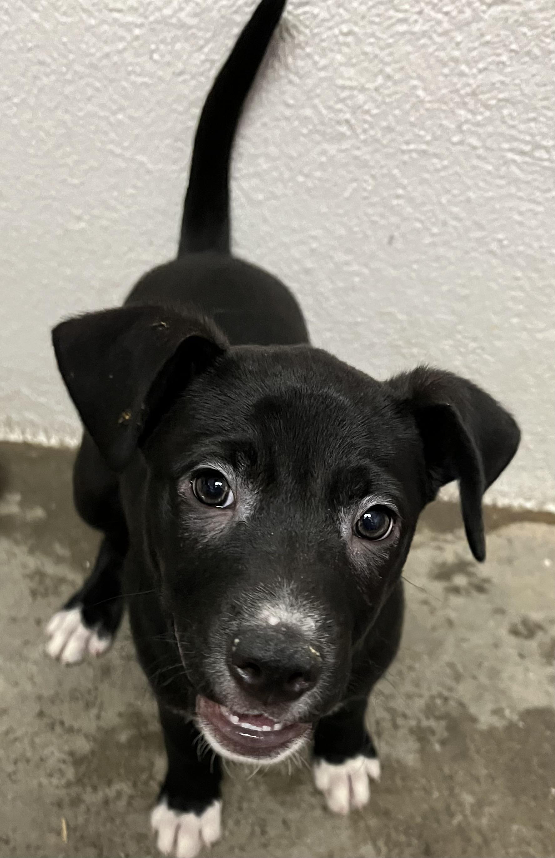 Idgy, Adoptable, Puppy Female Black Labrador Retriever.