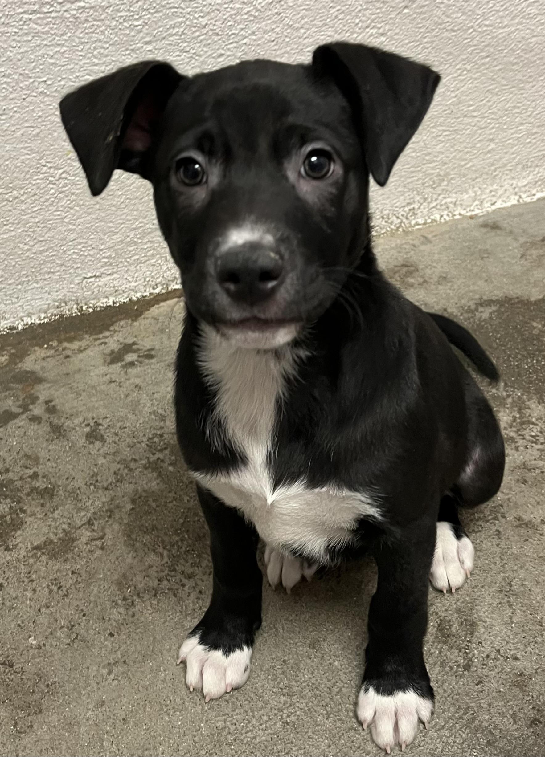 Idgy, a Adoptable mixed breed in Buena Vista, CO image 2/5