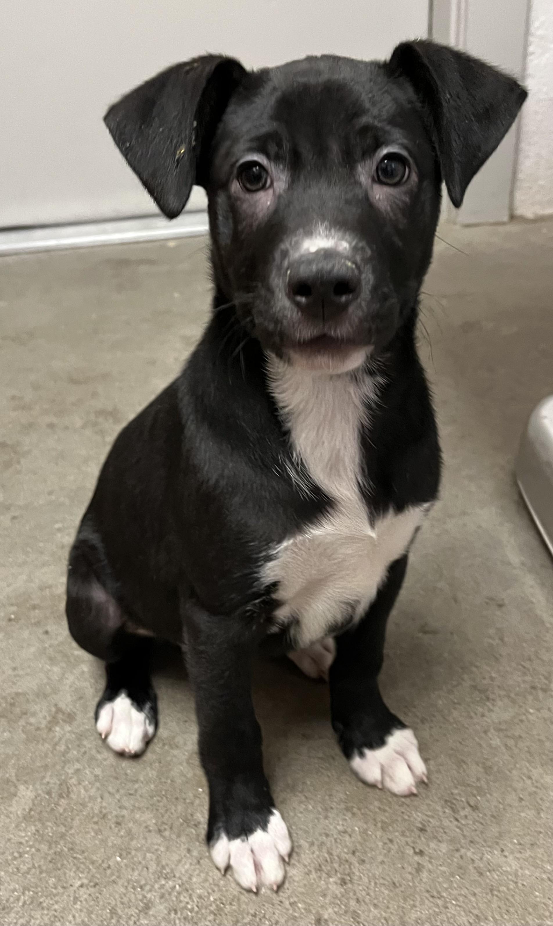 Idgy, a Adoptable mixed breed in Buena Vista, CO image 4/5