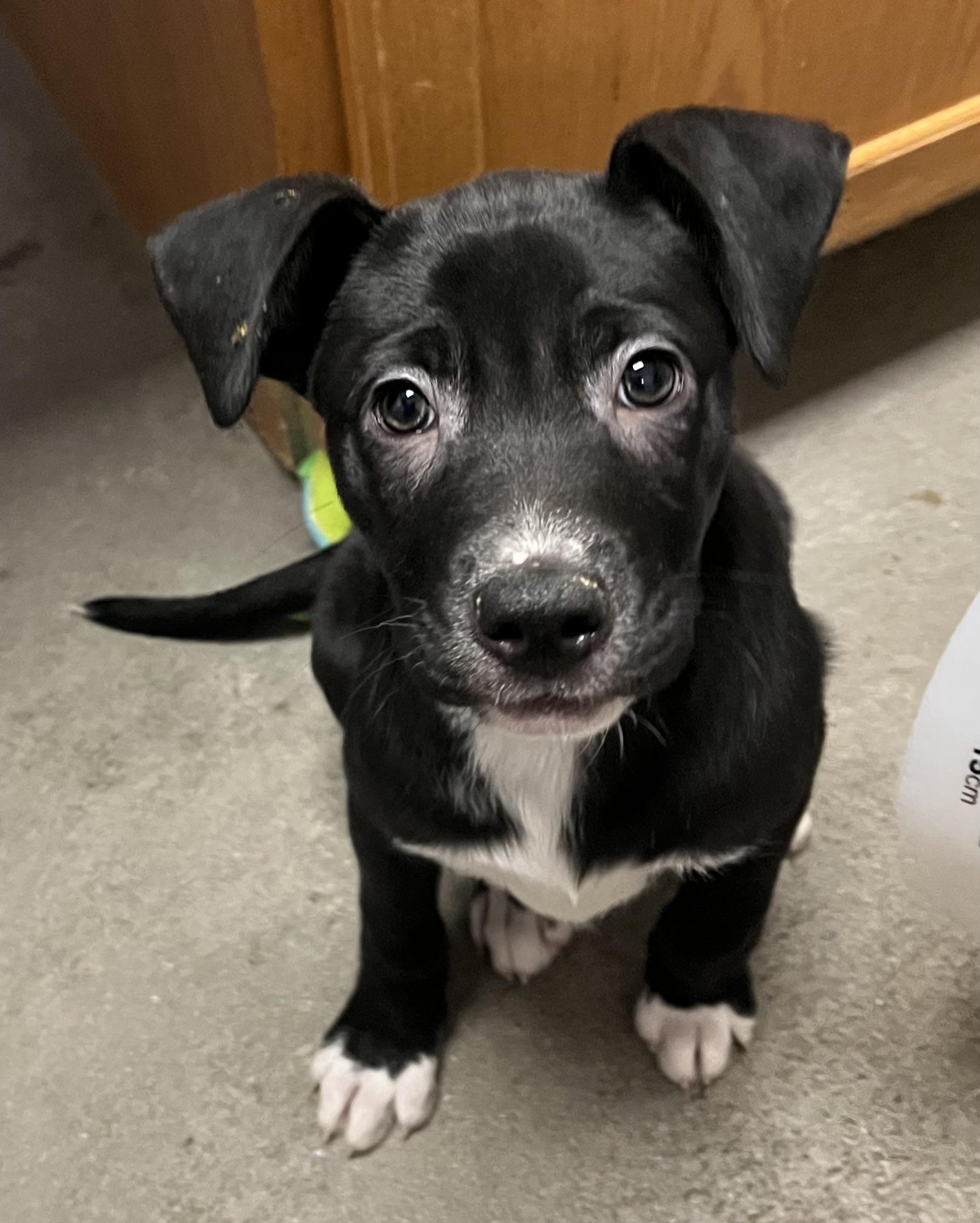 Idgy, a Adoptable mixed breed in Buena Vista, CO image 5/5