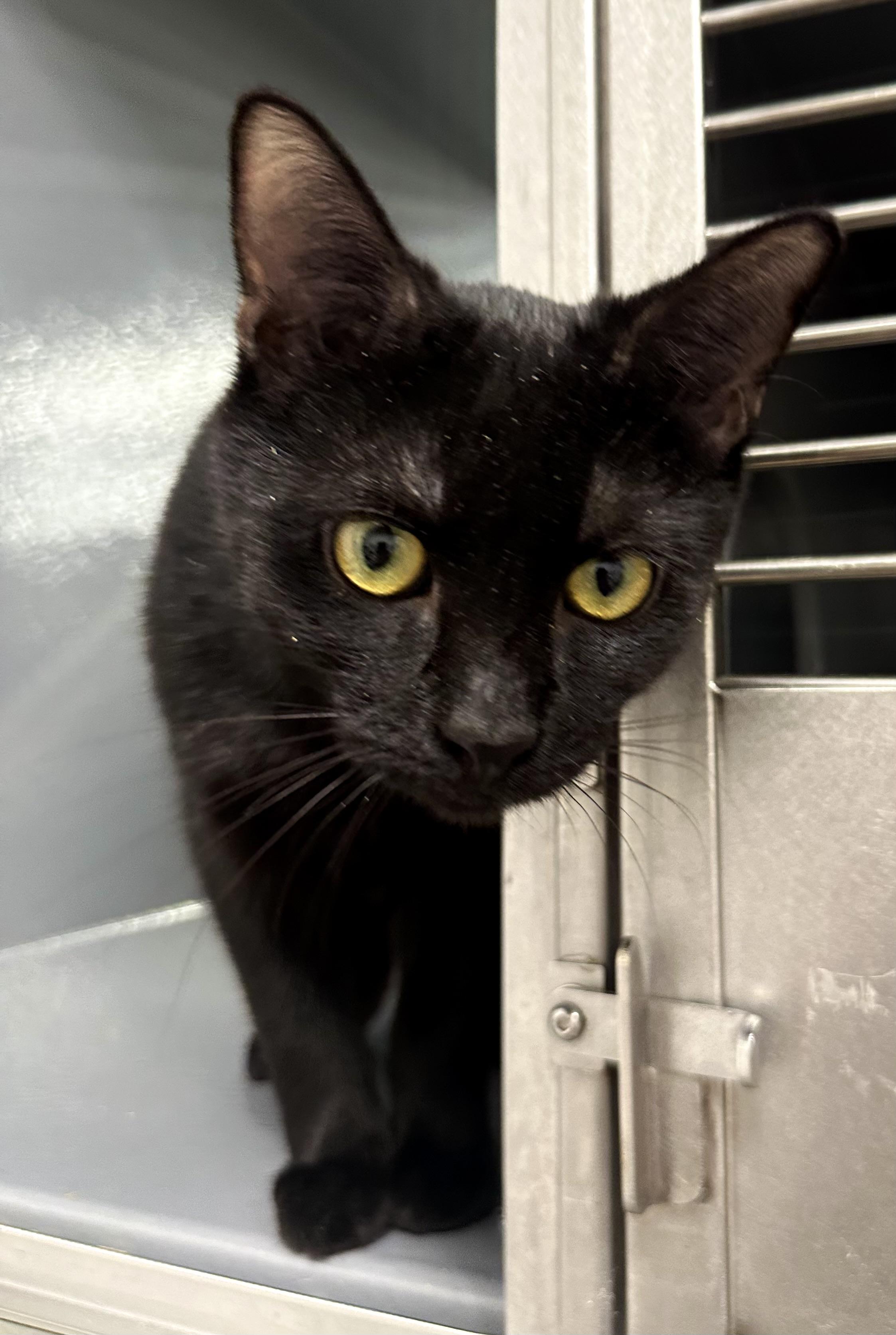 Enlarge Kimchi, an adopted Domestic Short Hair in Beaufort, SC image 5/5