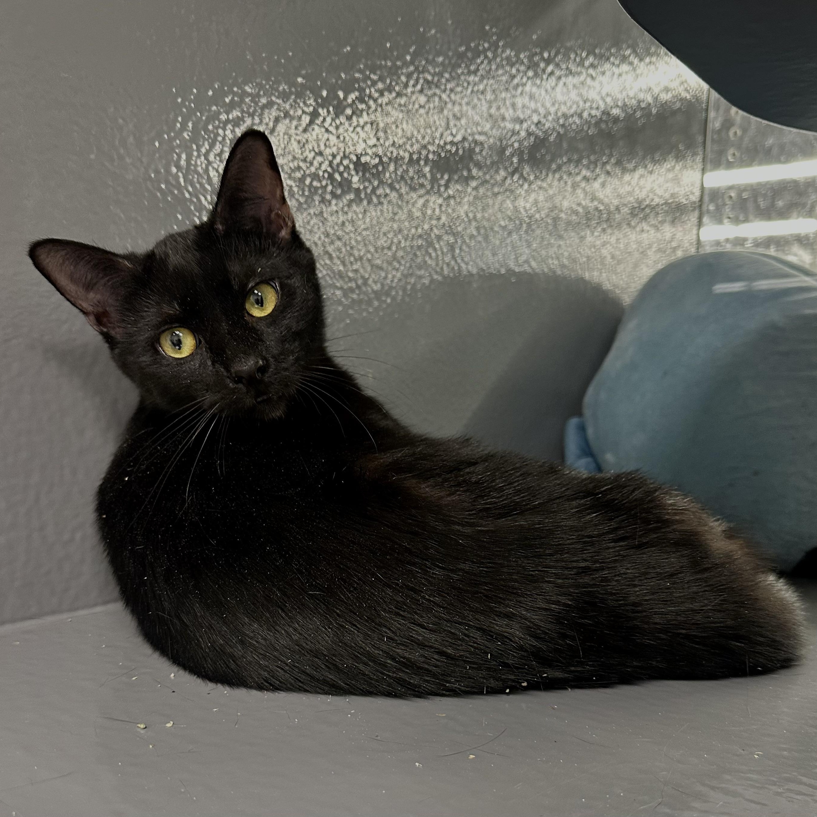 Enlarge Kimchi, an adopted Domestic Short Hair in Beaufort, SC image 4/5