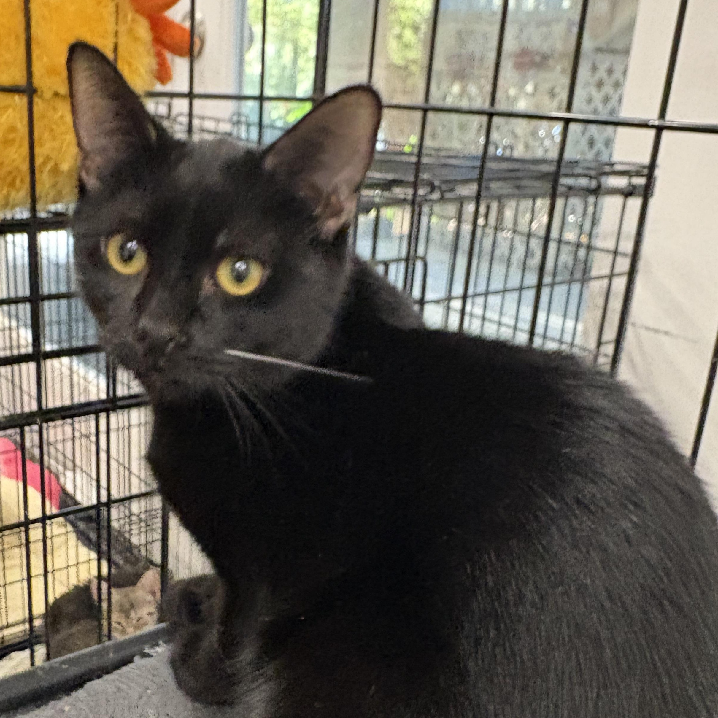 Enlarge Kimchi, a Adoptable Domestic Short Hair in Beaufort, SC image 2/2