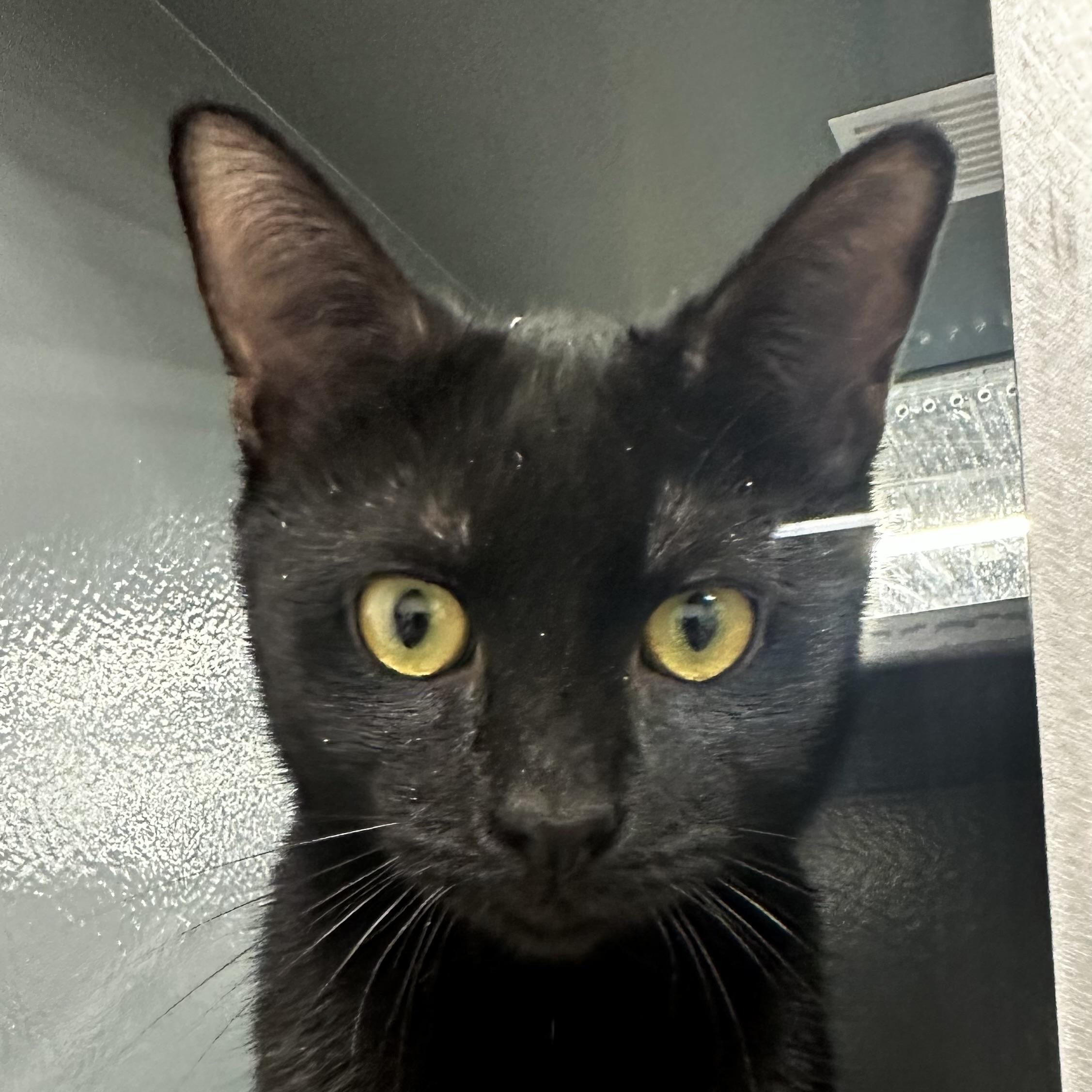 Enlarge Kimchi, an adopted Domestic Short Hair in Beaufort, SC image 1/5