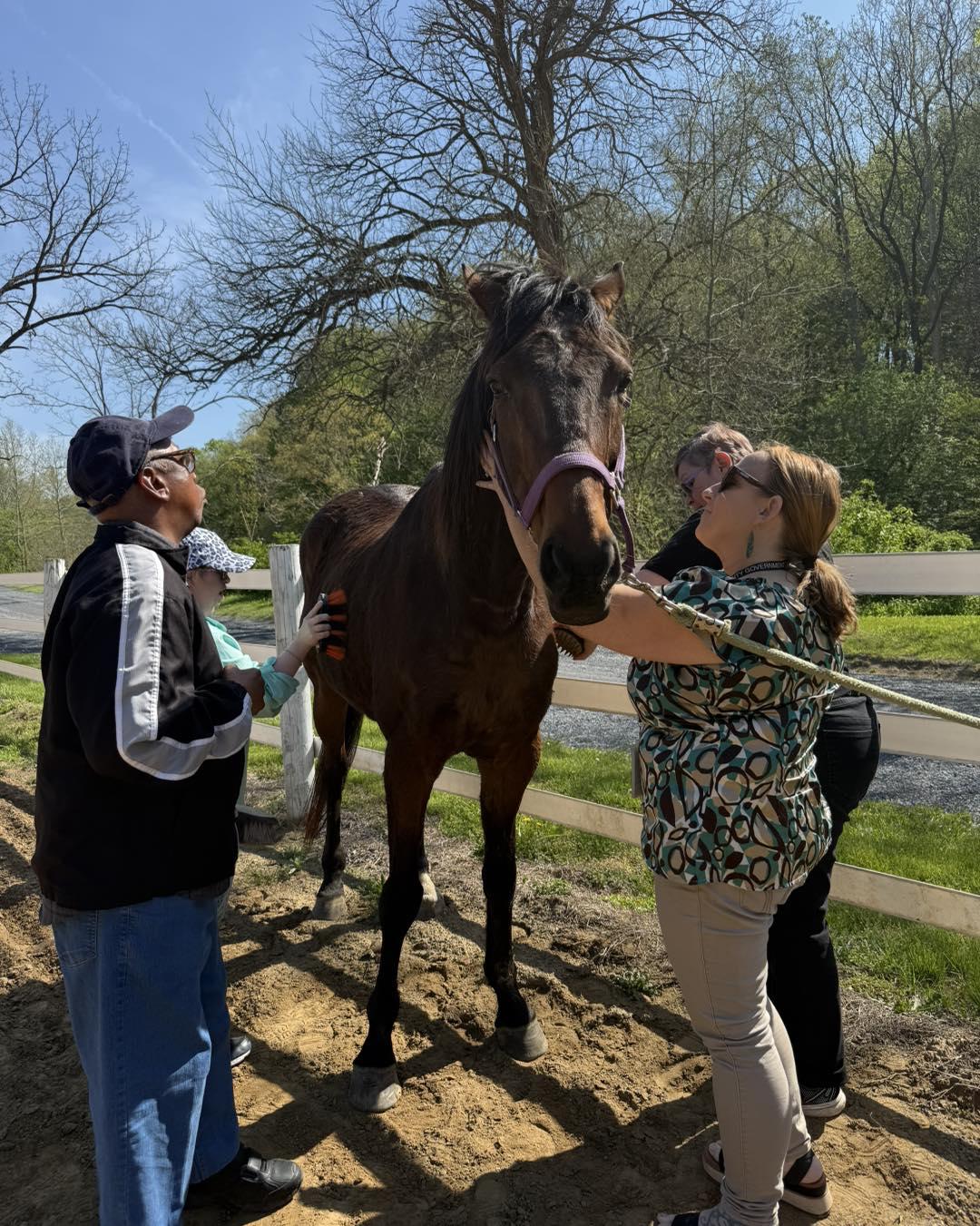 Simon, ADOPTABLE, Senior Male Thoroughbred.
