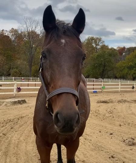 Enlarge Simon, a ADOPTABLE Thoroughbred in KNOXVILLE, MD image 3/4