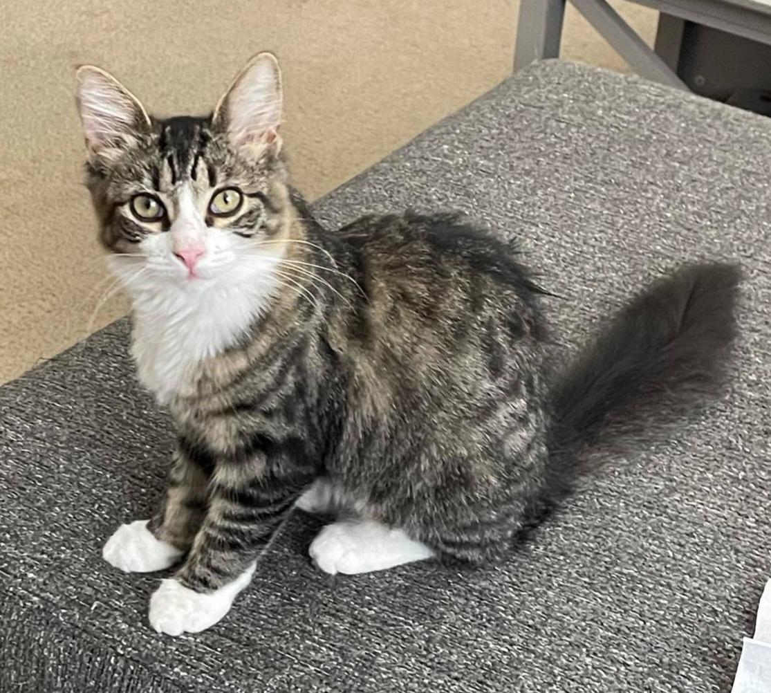 Bella, a Adoptable Domestic Long Hair in Port Orange, FL image 2/3