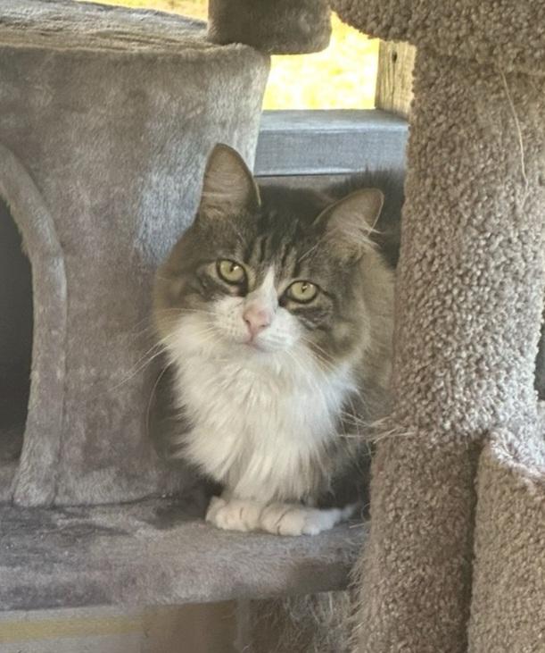Bella, Adoptable, Adult Female Domestic Long Hair.