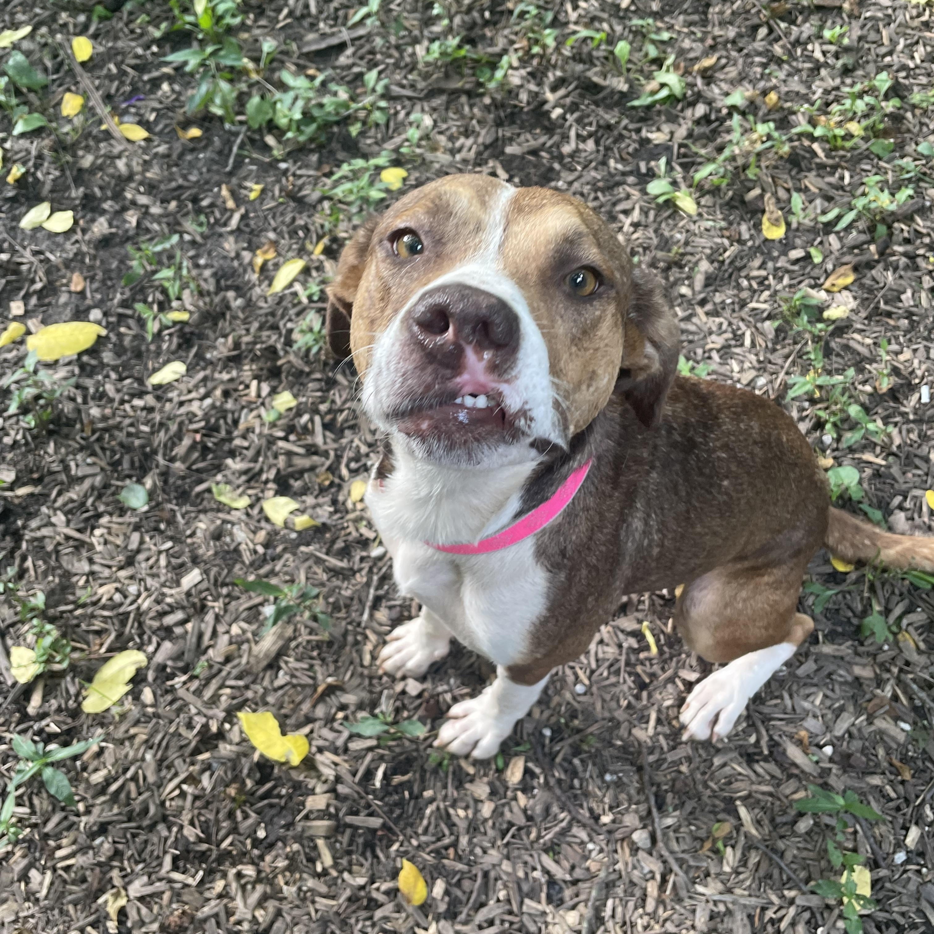 Connie, Adoptable, Young Female Hound.