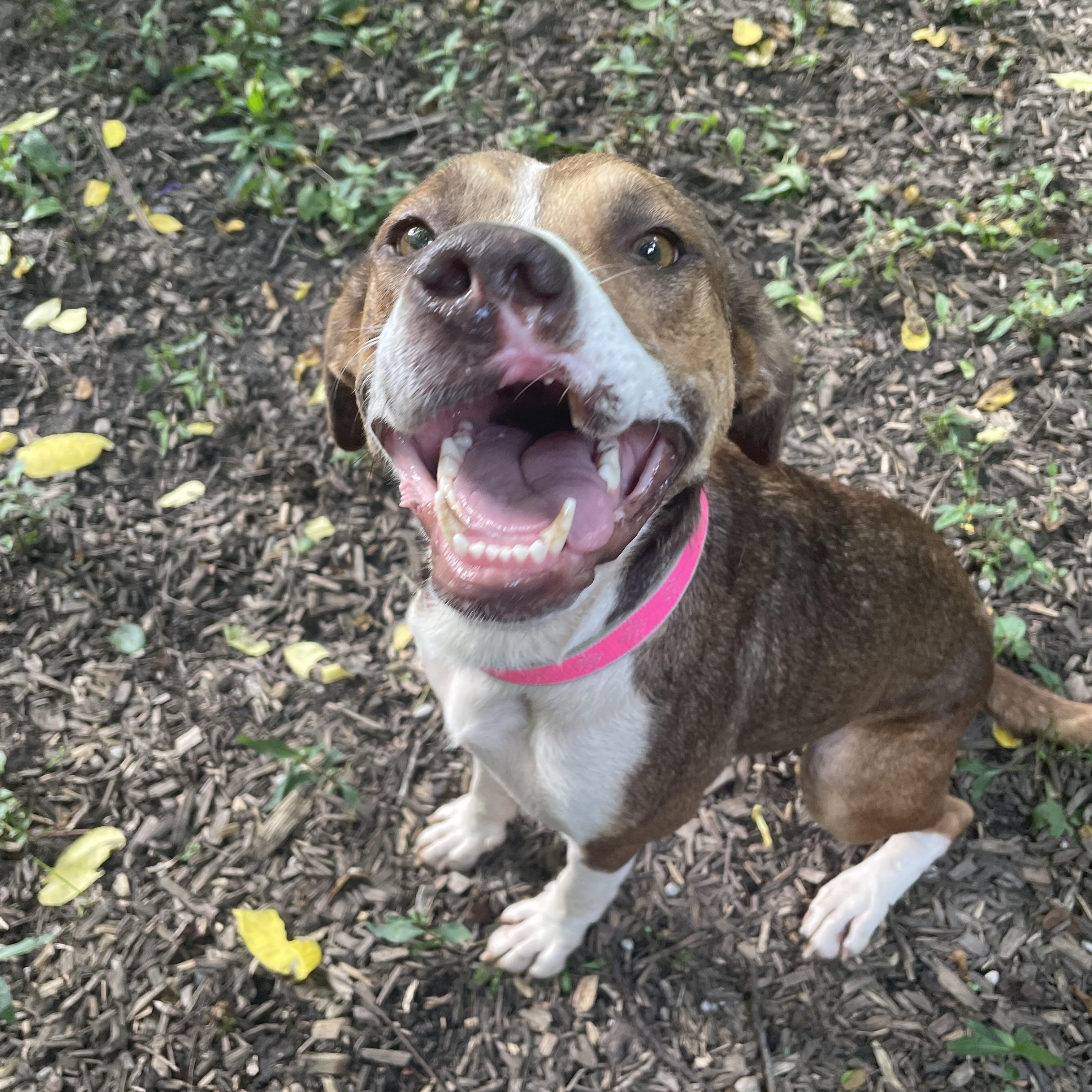 Enlarge Connie, a Adoptable mixed breed in Spencer, IN image 2/5