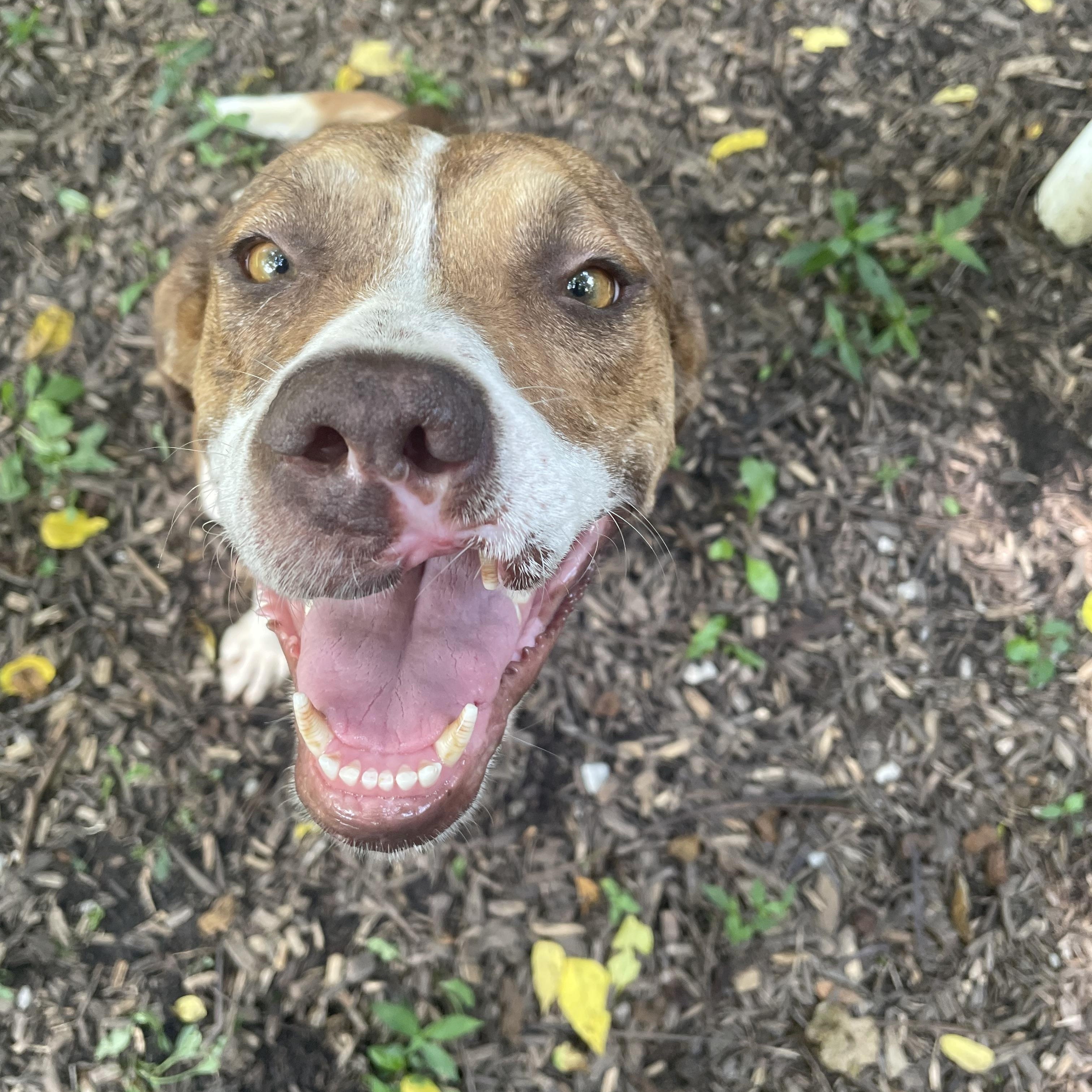 Enlarge Connie, a Adoptable mixed breed in Spencer, IN image 3/5